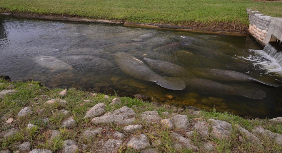 The manatees huddling in the warm canal at Desoto Park in Satellite Beach has become a popular spot for locals and people visiting from out of town to come see the manatees up close. 