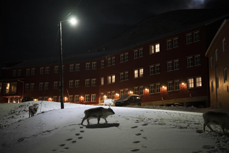Reindeer graze along the streets of Longyearbyen, Norway, Sunday, Jan. 8, 2023. (AP Photo/Daniel Cole)