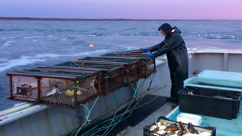 New conservation rules coming for P.E.I.'s North Shore lobster fishery