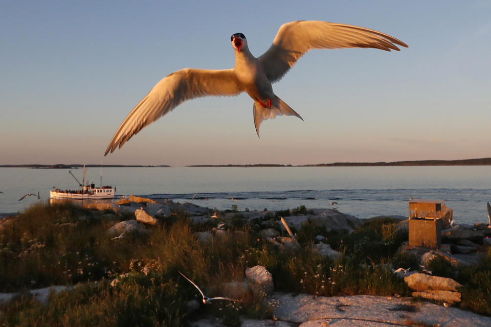 FILE - A common tern guards its nest on Eastern Egg Rock, Thursday, July 18, 2019, off the coast of Maine. The Gulf of Maine is warming faster than most of the world's oceans, and that has changed the availability of forage fish, scientists have said. (AP Photo/Robert F. Bukaty, File)