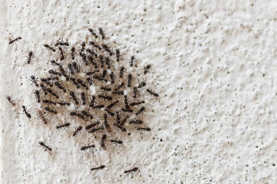 If you can’t get rid of ants on your own, a pro can finish the job.