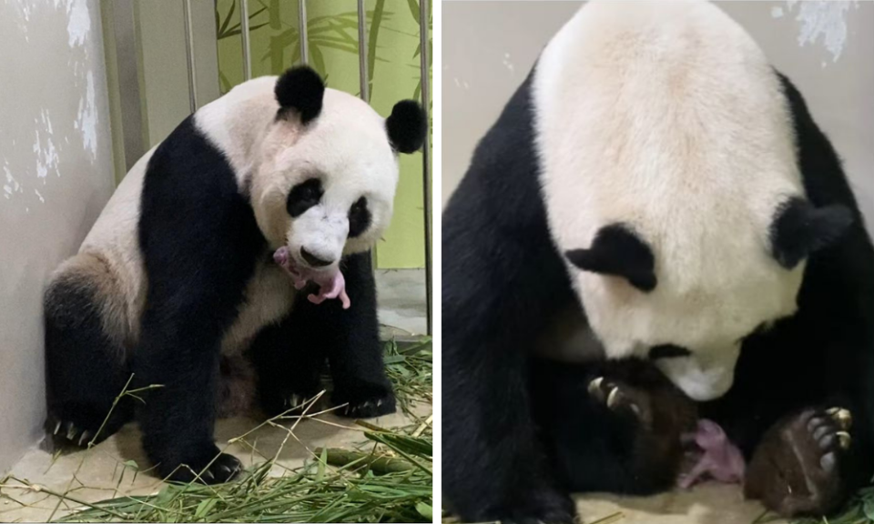 <p>新加坡熊貓誕下寶寶。（圖／翻攝自新加坡野生動物保育集團臉書）</p>
