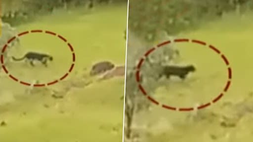 Rare Black Panther Spotted Near Famous Pratapgad Fort in Mahabaleshwar,  Video Goes Viral
