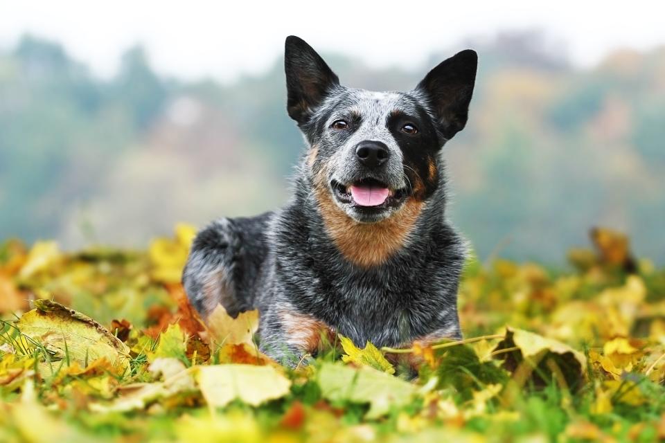 These 14 Longest Living Dog Breeds Will Be Your Companions For Years