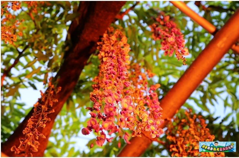 日本栃木縣｜足利花卉公園