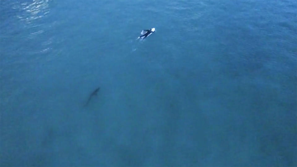 A two-metre shark has been spotted swimming dangerously close to a surfer on Bondi beach. Source: Caters