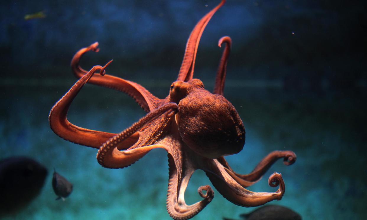 <span>The smartest invertebrate of them all: the common octopus (Octopus vulgaris).</span><span>Photograph: wrangel/Getty Images/iStockphoto</span>