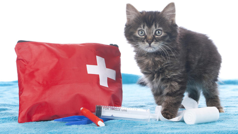 Assemble pet first-aid kit