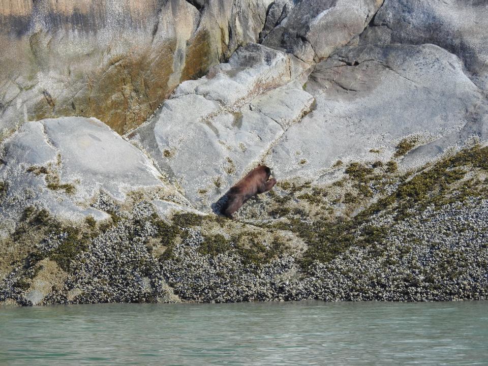 A black bear which is actually brown stretches out on a rock in Alaska. The actual reason why the color varies in black bears in the west is not known.