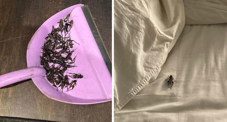 Left: Multiple crickets in pink dustpan. Right: Cricket in bed with beige sheets.