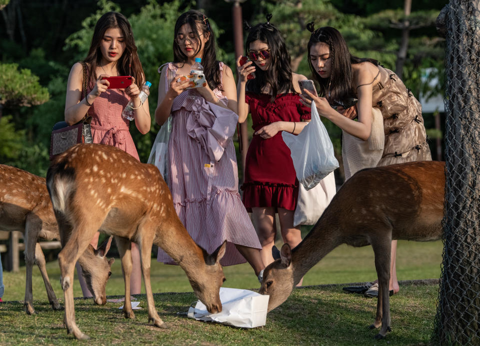 NARA, JAPAN - JUNE 06: Tourists take photographs as wild sika deer eat a bag on June 6, 2019 in Nara, Japan. Nara's free-roaming deer have become a huge attraction for tourists. However, an autopsy on a deer that was recently found dead near one of the city's famous temples discovered 3.2kg of plastic in its stomach and caused concern at the effect of tourism as Japan struggles to cope with a huge increase in domestic and international tourists. Alongside a growing Japanese tendency to holiday domestically, a record 31 million people visited the country in 2018 up 8.7 percent from the previous year, with many people now worrying about the environmental impact caused by such large visitor numbers. (Photo by Carl Court/Getty Images)