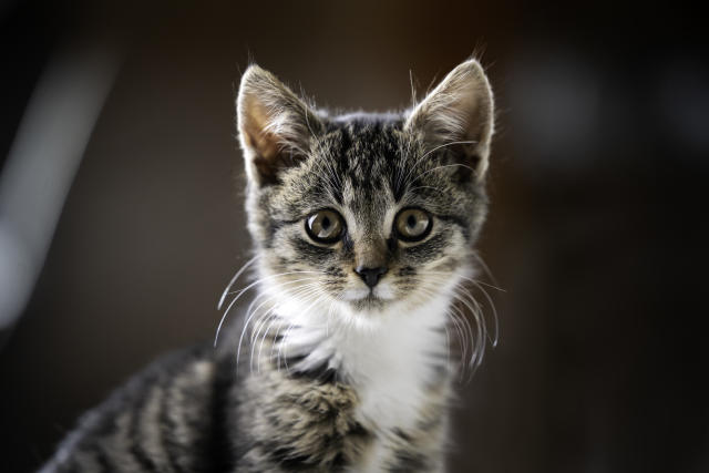 Chaussettes chatons pour bébé