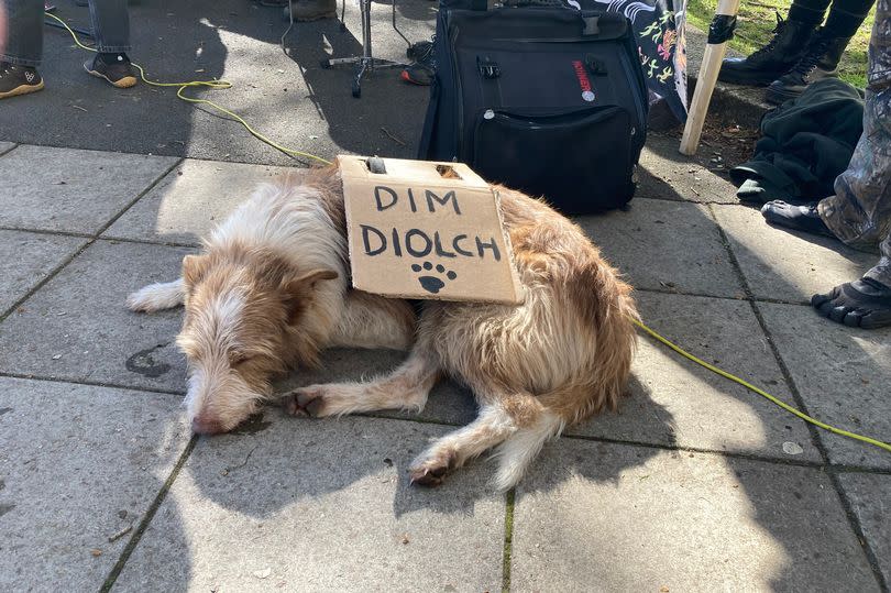 One of the protesters' dog has a snooze