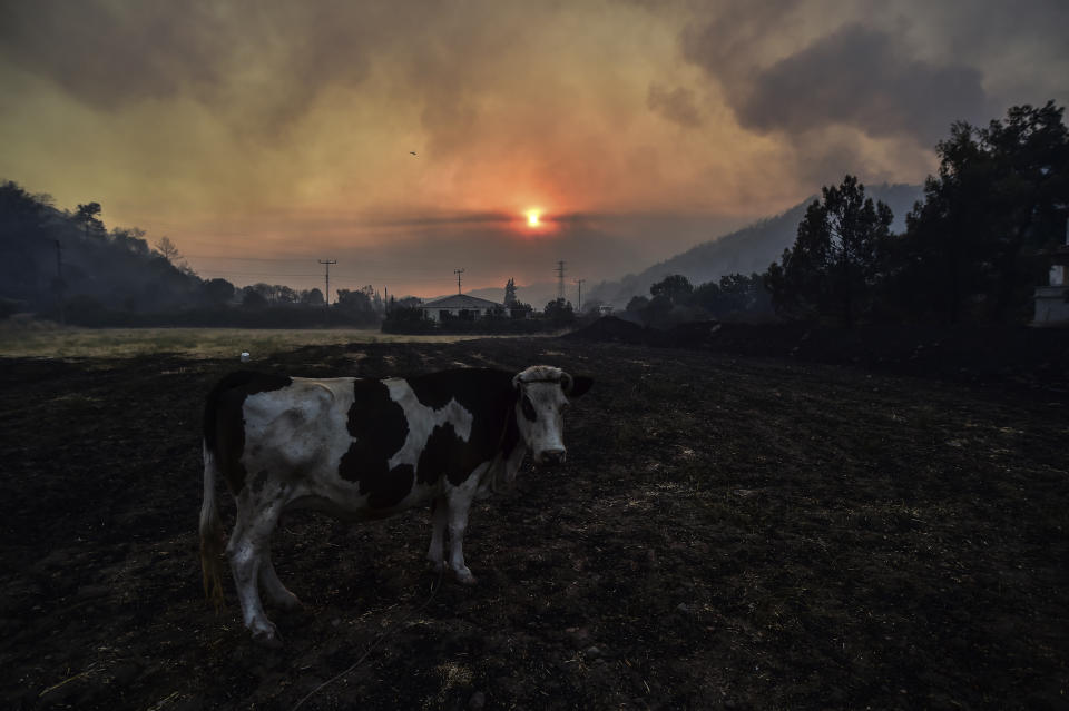 A cow stands by a fire that rages Hisaronu area, Turkey, Monday, Aug. 2, 2021. For the sixth straight day, Turkish firefighters battled Monday to control the blazes that are tearing through forests near Turkey's beach destinations. Fed by strong winds and scorching temperatures, the fires that began Wednesday have left eight people dead. Residents and tourists have fled vacation resorts in flotillas of small boats or convoys of cars and trucks. (AP Photo)