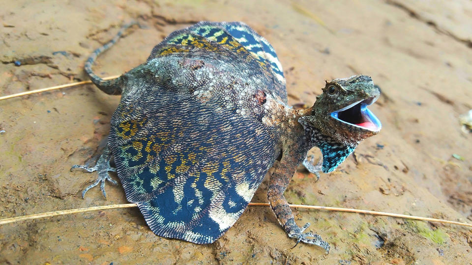 Flying lizard