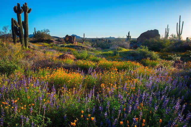 <p>Joel Hazelton/Courtesy of Experience Scottsdale</p>