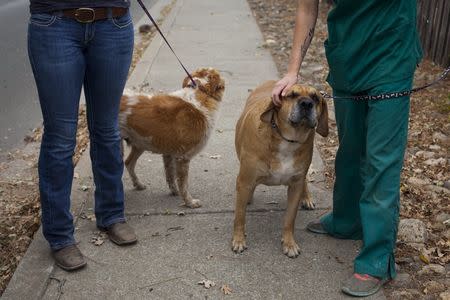 Dogs displaced by the Valley Fire await transfer from the Middletown Animal Hospital in Middletown, California September 15, 2015. REUTERS/David Ryder