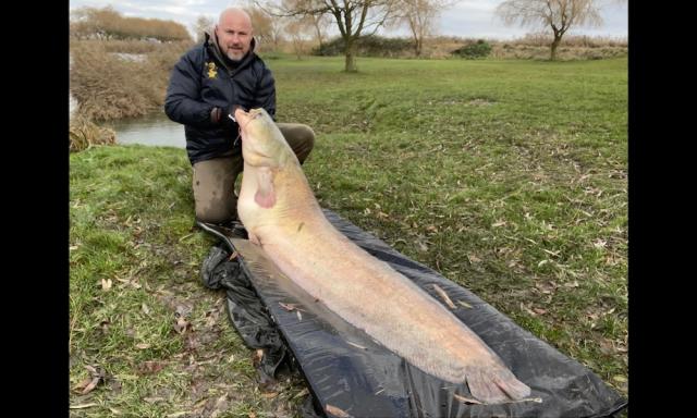 2 meters of catfish, Thomas caught this great catfish in Sp…