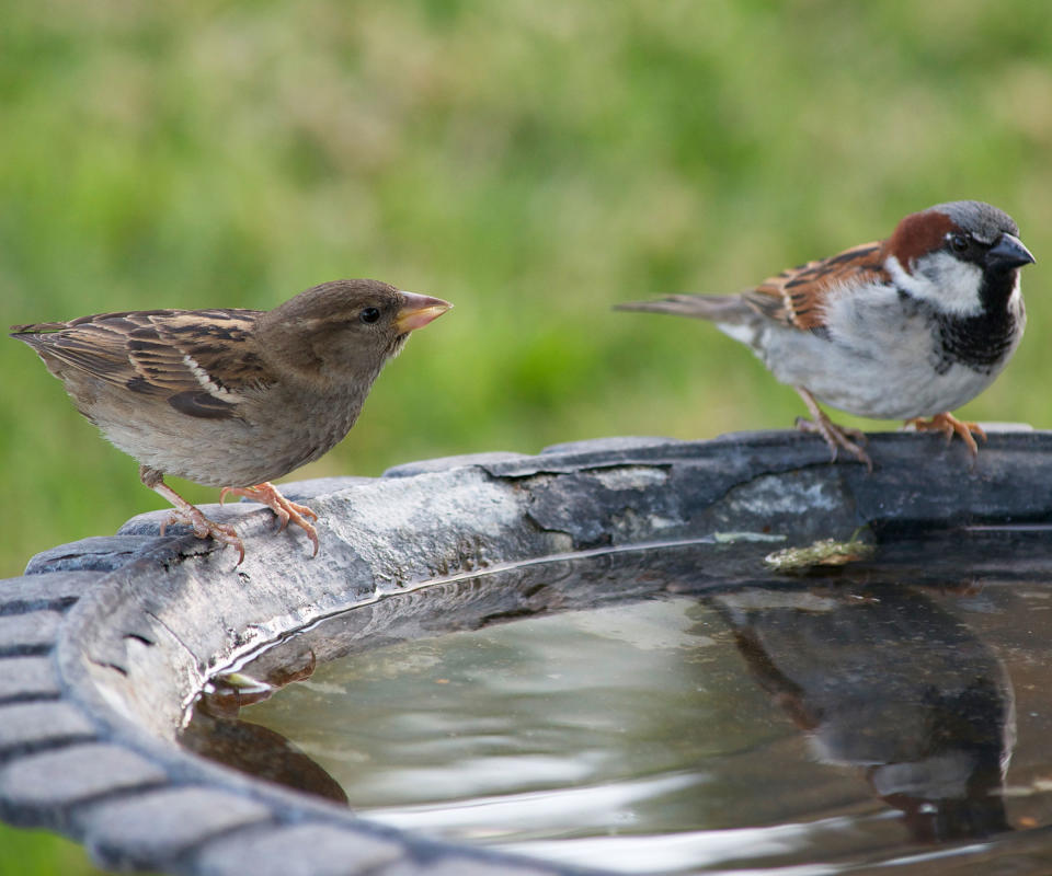 garden birds interacting on bird bath with murky water