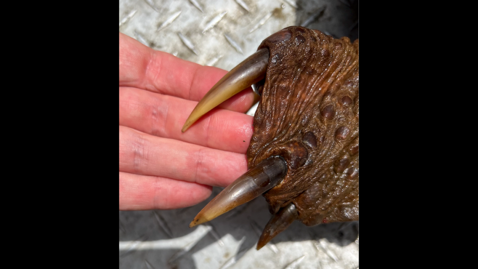 Art Weston said he hooked the massive alligator snapping turtle on its foot.