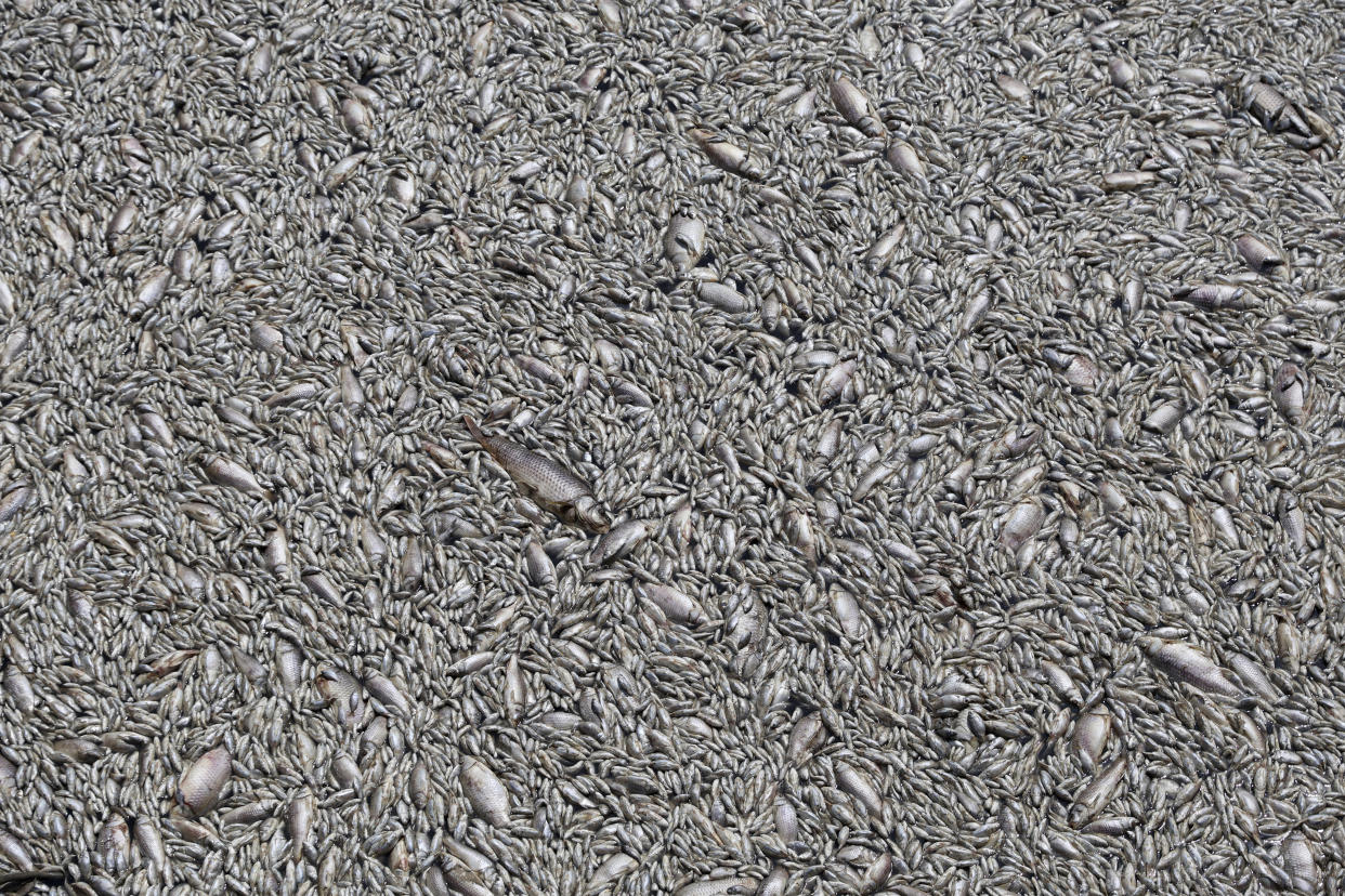 Countless dead fish.