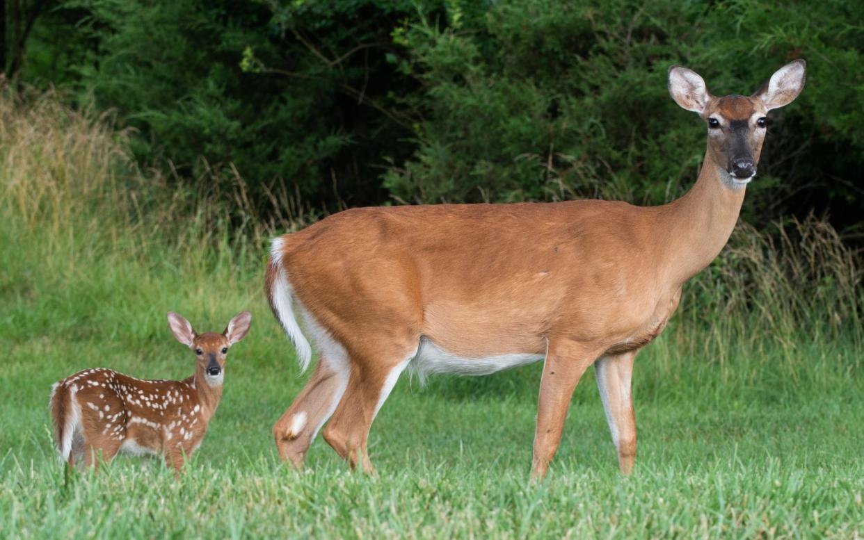 White-tailed deer doe and fawn - Getty Images/iStockphoto