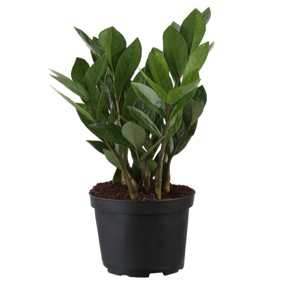 ZZ Plant