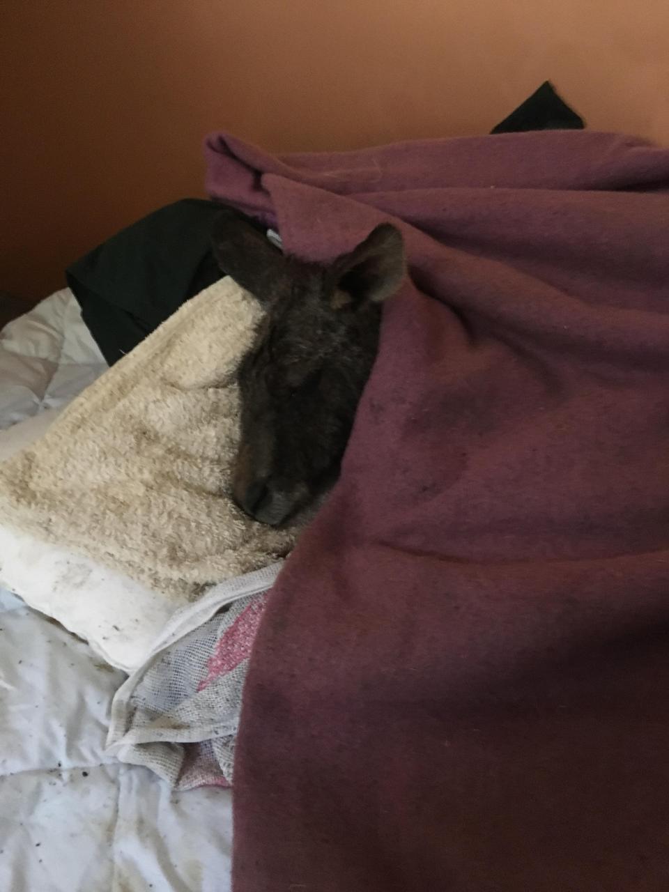 The sleeping kangaroo is wrapped up in a maroon blanket after it was rescued from Ballarat.