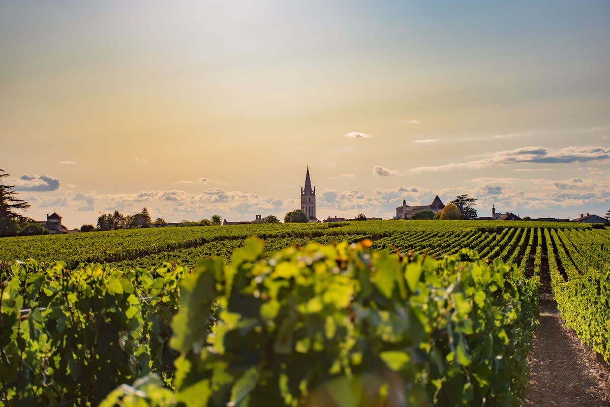 Bordeaux is home to around 7,000 different wineries (Getty Images/iStockphoto)