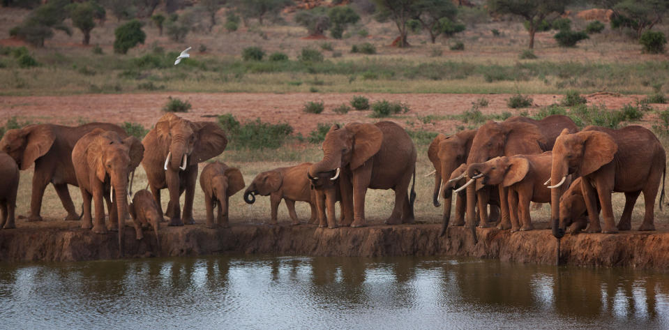 In this photo taken Sunday, March 25, 2012, elephants gather at dusk to drink at a watering hole in Tsavo East National Park, Kenya. Seeing a dire situation grow worse, the animal conservation group the World Wildlife Fund (WWF) enlisted religious leaders on Thursday, Sept. 20, 2012 in the fight to end the slaughter of Africa's elephants and rhinos by poachers, hoping that religion can help save some of the world's most majestic animals. (AP Photo/Ben Curtis)