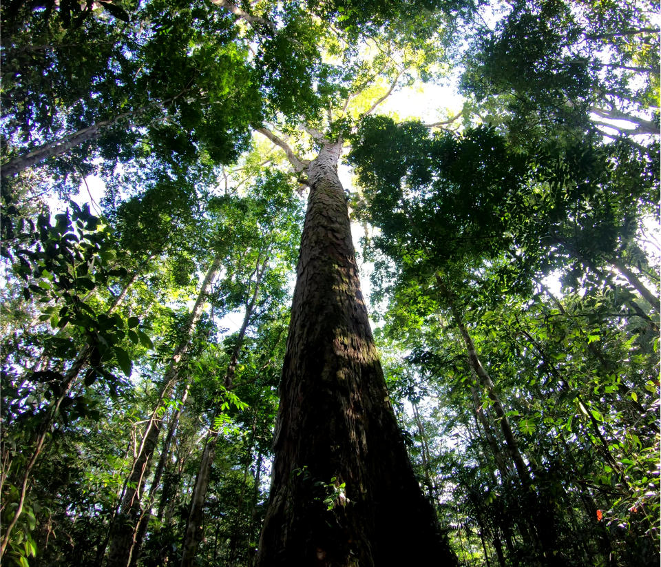 The tallest tree in the Amazon A team of researchers delved deep within the Amazon forest on an 11 day expedition where they uncovered a group of giant trees (SWNS) 