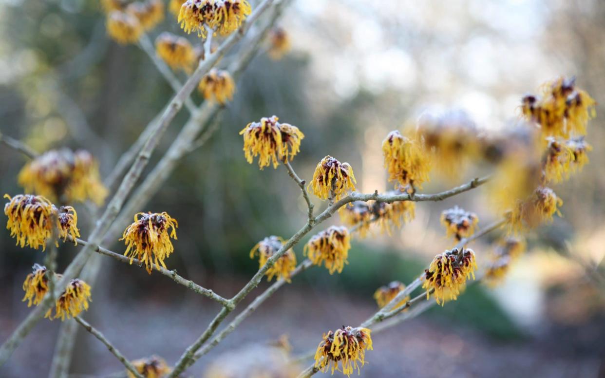 The unusual scented flowers of witchhazel - David Catchpole