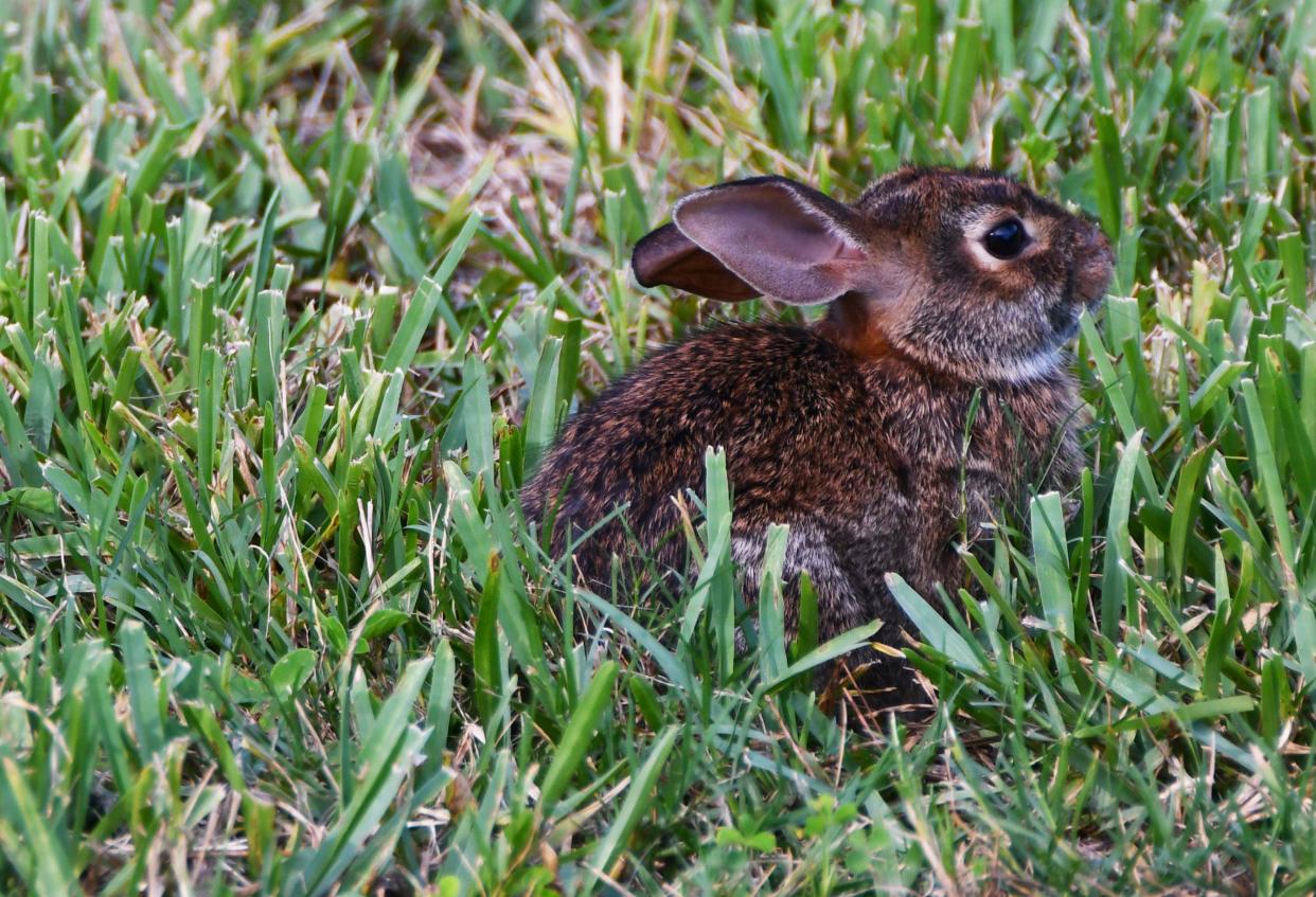 Eastern cottontail rabbits are found throughout Indiana. As Easter approaches, the wild rabbits will start having their first of many litters.