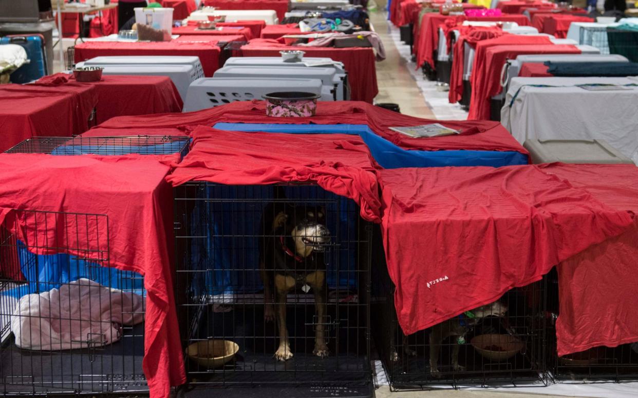 Dogs sit inside their cages as hundreds of people gather in a pet-friendly emergency shelter at the Miami-Dade County Fair Expo Center in Miami, Florida - AFP