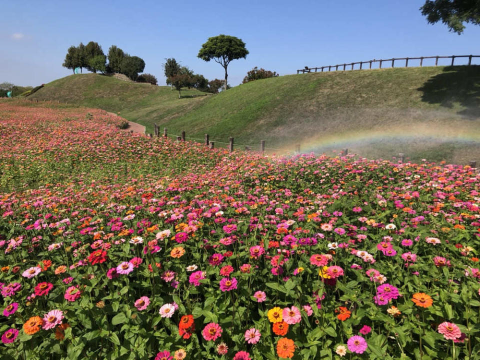 大花百日草色彩繽紛如彩虹(圖片來源：台中市政府建設局)