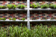 Get creative with your wall-mounted container garden. Large PVC piping planted up with herbs, ferns and grasses makes an industrial-chic statement in the garden. <br><br>Click here for <a rel="nofollow" href="https://au.lifestyle.yahoo.com/better-homes-gardens/tv-and-video/video/watch/24656273/jason-hodges-pvc-pipe-planter-ep-28-08-08-14/" data-ylk="slk:how to make a PVC pipe planter;elm:context_link;itc:0;sec:content-canvas" class="link ">how to make a PVC pipe planter</a>