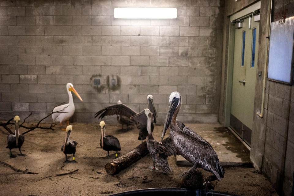 Brown pelicans and an American white pelican inside a shelter.