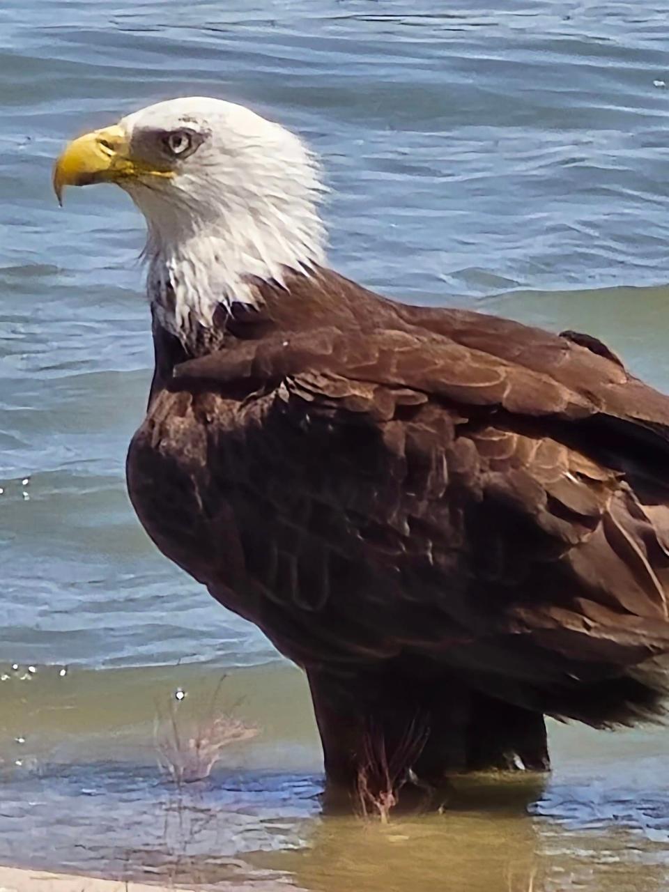 A bald eagle taking a dip in Spring Valley Lake on Tuesday, May 7