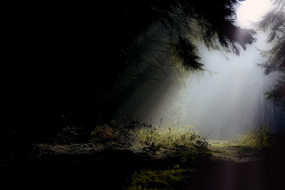 Forest and Woodland – Ian Wade, Cumbria: 'The contrast of light and dark is haunting beautiful in equal measure.' (Ian Wade/Amateur Photographer)