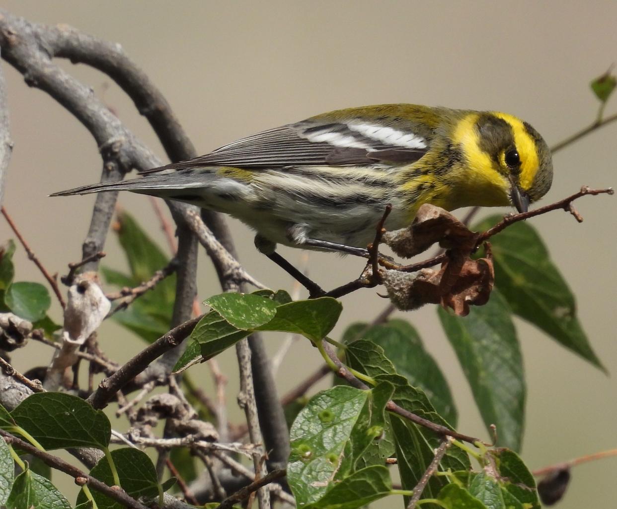 A migratory bird not normally seen in New Mexico, a Townsend Warbler. The Townsend Warbler travels down the southwest towards Mexico giving New Mexico residents to catch this bright yellow bird.