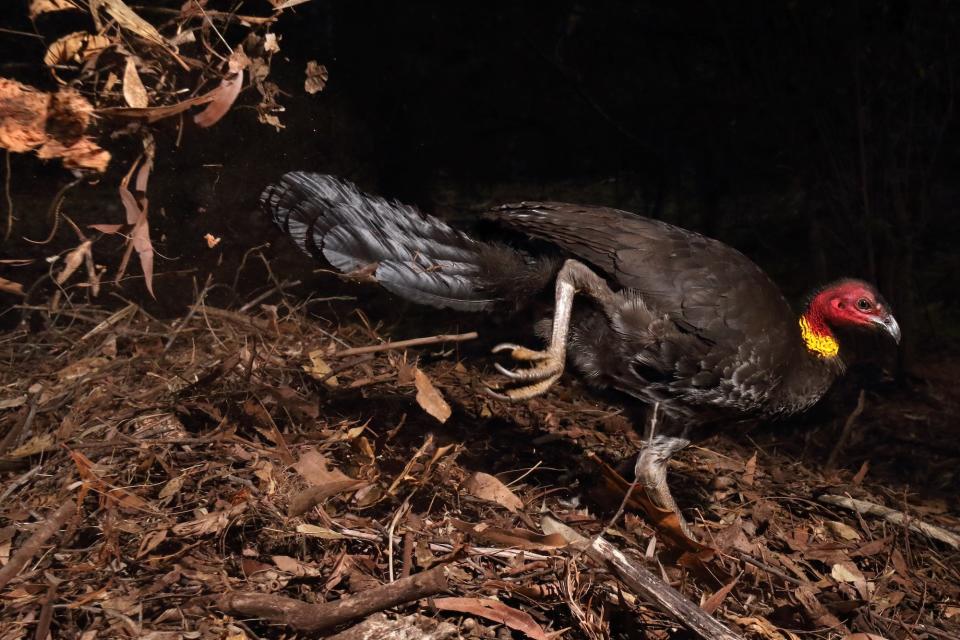 "The incubator bird" by Gerry Pearce. A bird walks on the ground.