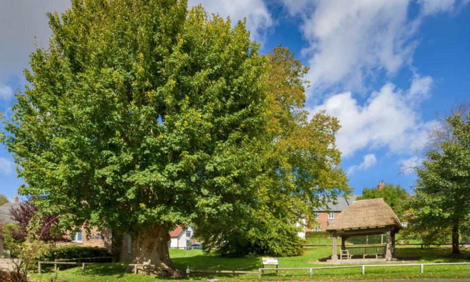 The Tolpuddle Martyrs' tree in Dorset