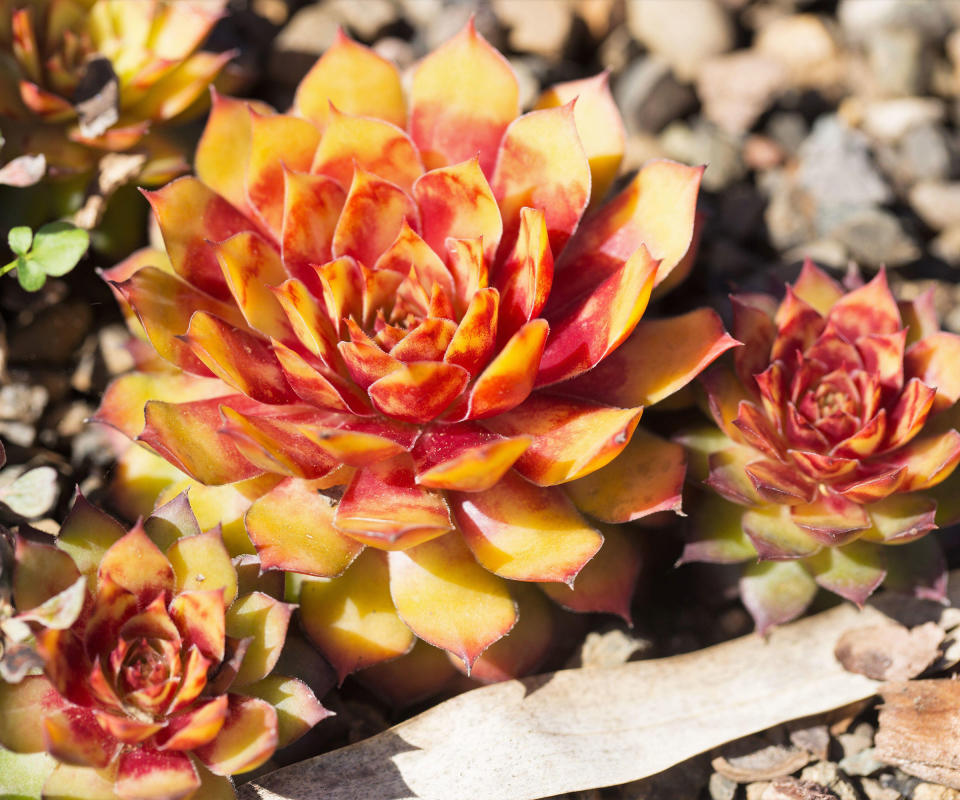 Sempervivum 'Gold Nugget'