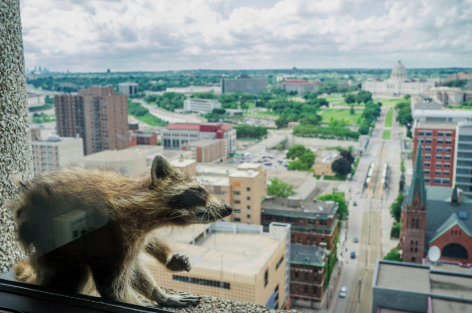 <em>The raccoon was stranded on the ledge of a building in Minnesota (PA)</em>