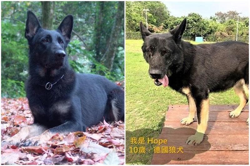 退役搜救犬「Hope」被新主人放養走失，讓大票網友相當不捨。（翻攝自消防署）。