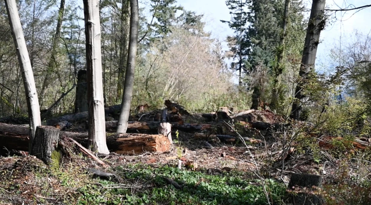 Vancouver's Stanley Park to remove 160,000 trees for safety reasons