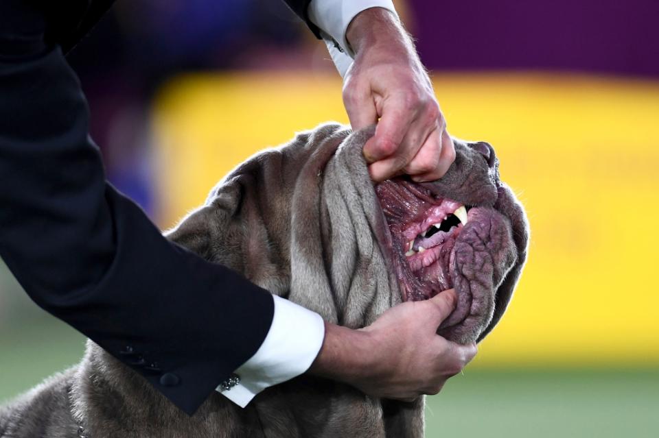 A handler shows the teeth of a Neapolitan Mastiff during the Working Group judging at 146 annual Westminster Kennel Club Dog Show, held on the Lyndhurst Estate in Tarrytown, NY, June, 22, 2022. (Photo by Anthony Behar/Sipa USA)(Sipa via AP Images)