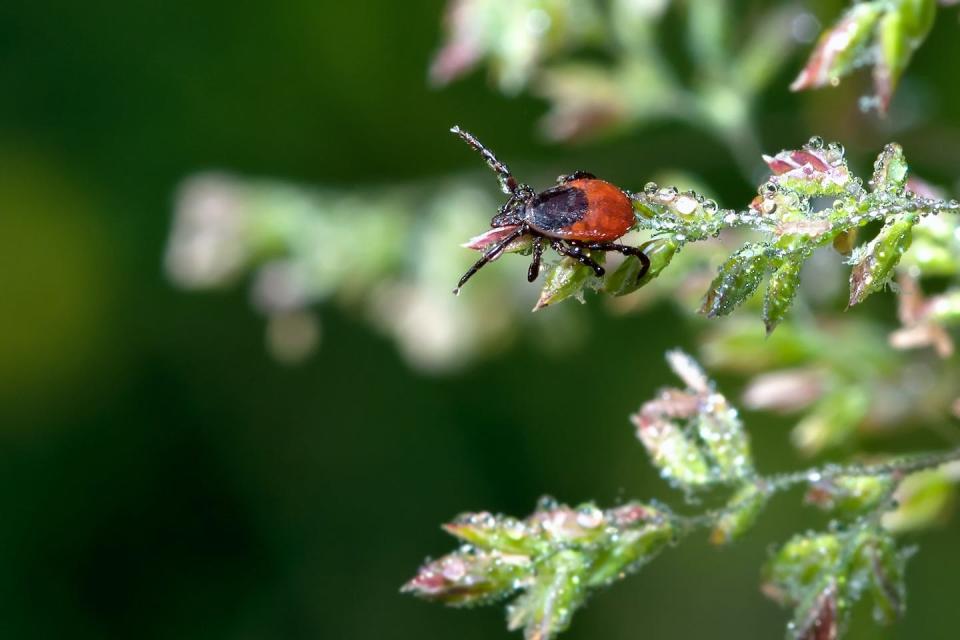 Une tique dure appartenant au genre Ixodes à l’affût. <a href="https://commons.wikimedia.org/wiki/File:Ixodes_ricinus_waiting.jpg" rel="nofollow noopener" target="_blank" data-ylk="slk:Rude / Wikimedia Commons;elm:context_link;itc:0;sec:content-canvas" class="link ">Rude / Wikimedia Commons</a>