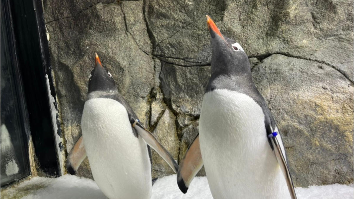 Sphen, one half of the world-famous gay penguin couple, dies