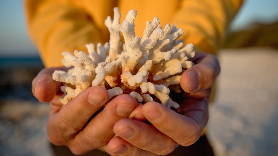 A dead coral was found on Lady Elliot island, off the coast of Queensland, Australia on October 10, 2019. - Jonas Gratzer/LightRocket/Getty Images